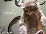 Finley - Maine Coon Kitten For Sale - Greensburg&comma; IN&comma; US