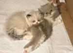 Peanuts Spring Babies - Himalayan Kitten For Sale - 