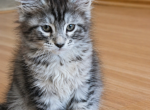 Silver Maine Coon Male - Maine Coon Kitten For Sale - 