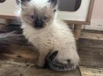 Balinese - Balinese Kitten For Sale - 
