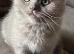 Cappuccino ScottishFold Kitten - Scottish Fold Kitten For Sale - Springdale&comma; AR&comma; US
