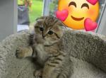 Jonny - Scottish Fold Kitten For Sale - Naperville&comma; IL&comma; US
