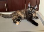 Black beauty - Maine Coon Kitten For Sale - Los Angeles&comma; CA&comma; US