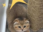 Leo - Scottish Fold Kitten For Sale - Naperville&comma; IL&comma; US