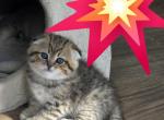 Mabel - Scottish Fold Kitten For Sale - Naperville&comma; IL&comma; US