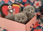 Lilac and blue - Scottish Fold Kitten For Sale - 