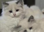 Lovey kittens - Ragdoll Kitten For Sale - Myerstown&comma; PA&comma; US