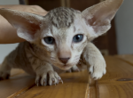 choco spotted female from Marbleficent - Peterbald Kitten For Sale - Vienna&comma; AT