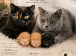 Juno's Tea party litter - British Shorthair Kitten For Sale - 