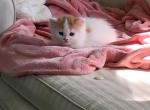 Pat - Persian Kitten For Sale - 