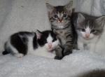 colorful kittens - Domestic Kitten For Sale - 