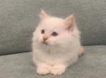 Tater tot - Ragdoll Kitten For Sale - Desloge&comma; MO&comma; US