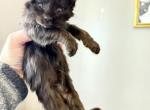 Kenny bunkport - Maine Coon Kitten For Sale - Belchertown&comma; MA&comma; US