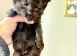 Moose - Maine Coon Kitten For Sale - Belchertown&comma; MA&comma; US