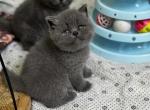 Willow &Hulk - Scottish Straight Kitten For Sale - North Richland Hills&comma; TX&comma; US