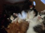 Four Beautiful Maine Coon Kittens Farmington MN - Maine Coon Kitten For Sale - Farmington&comma; MN&comma; US