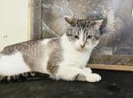 Sammy - Snowshoe Cat For Sale - 