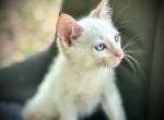 March babies 2 - Siamese Kitten For Sale - Inverness&comma; FL&comma; US