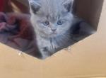 The fantastic four - Scottish Fold Kitten For Sale - Manhattan&comma; NY&comma; US
