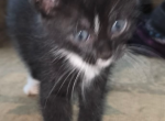 Potter - Domestic Kitten For Sale - Flowery Br&comma; GA&comma; US