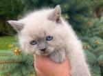 Argo - British Shorthair Kitten For Sale - Hoboken&comma; NJ&comma; US