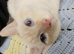 Dodger - Siamese Cat For Sale - Waupaca&comma; WI&comma; US