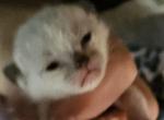 Feather - Siamese Kitten For Sale - Waupaca&comma; WI&comma; US