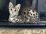 F2 Savannah Girls - Savannah Kitten For Sale - 