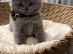 Mila - Scottish Straight Kitten For Sale - Powell&comma; TN&comma; US