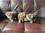 2 boys 2 girls siberian kittens - Siberian Kitten For Sale - Chelsea&comma; MA&comma; US