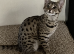 F2 Savannah Girl - Savannah Kitten For Sale - 
