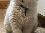 Ragdoll Kittens - Ragdoll Kitten For Sale - Hutchinson&comma; MN&comma; US
