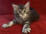 Boy Dino - Maine Coon Kitten For Sale - NY&comma; US