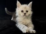Boy Dobrynya - Maine Coon Kitten For Sale - NY&comma; US