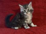 Boy Dallas - Maine Coon Kitten For Sale - NY&comma; US