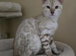 Green Boy - Bengal Kitten For Sale - 