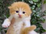 Mango - Scottish Fold Kitten For Sale - Oakland&comma; CA&comma; US