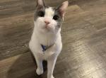 Silas - Domestic Cat For Adoption - NY&comma; US