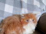 Cfa red and white male persian kitten - Persian Kitten For Sale - Woodburn&comma; IN&comma; US