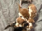 Kate - Maine Coon Kitten For Sale - Locust Grove&comma; OK&comma; US
