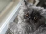 Berry - Persian Kitten For Sale - Allen&comma; TX&comma; US