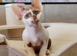 Elliot - Devon Rex Kitten For Sale - Norwalk&comma; CT&comma; US