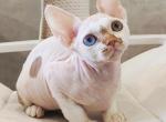 Emyr - Devon Rex Kitten For Sale - Norwalk&comma; CT&comma; US