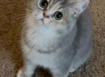 Lilac - British Shorthair Kitten For Sale - 
