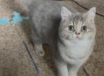 Lilac - British Shorthair Kitten For Sale - Johns Creek&comma; GA&comma; US