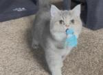 Lilac - British Shorthair Cat For Sale - 