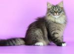 Caramel - Siberian Kitten For Sale - Pembroke Pines&comma; FL&comma; US