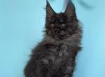 Lukas - Maine Coon Kitten For Sale - Grayslake&comma; IL&comma; US