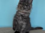 Leo - Maine Coon Kitten For Sale - Grayslake&comma; IL&comma; US