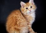 Ermak - Siberian Kitten For Sale - Grayslake&comma; IL&comma; US